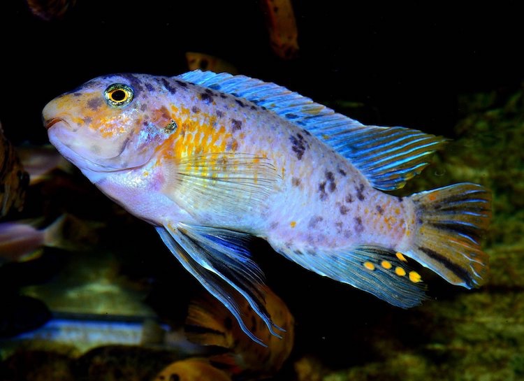 Labeotropheus fuelleborni 'Chimwalani Reef'